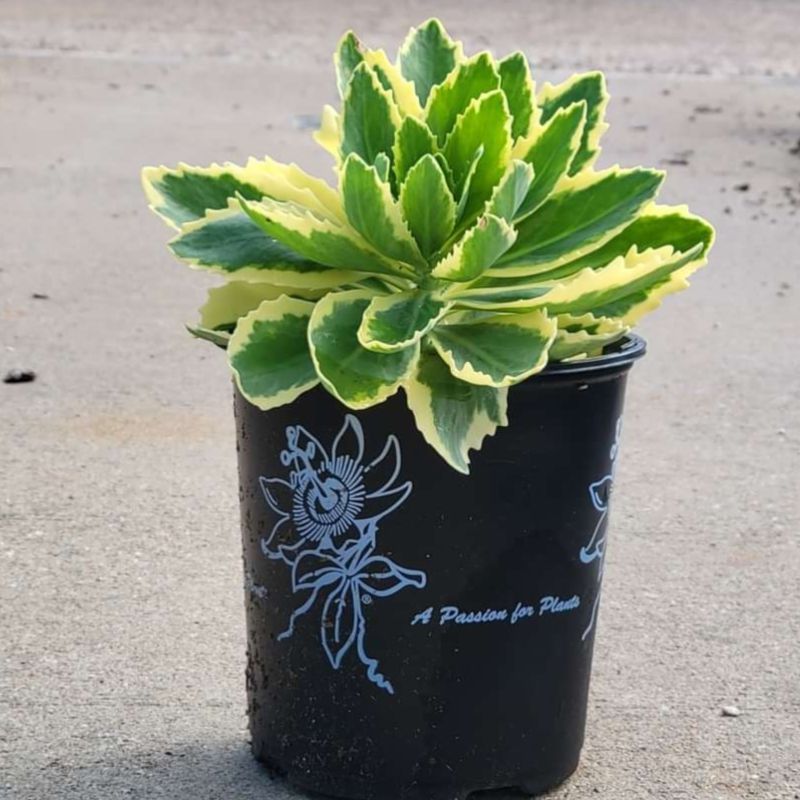 Sedum 'Frosted Fire'  - Frosted Fire Stonecrop