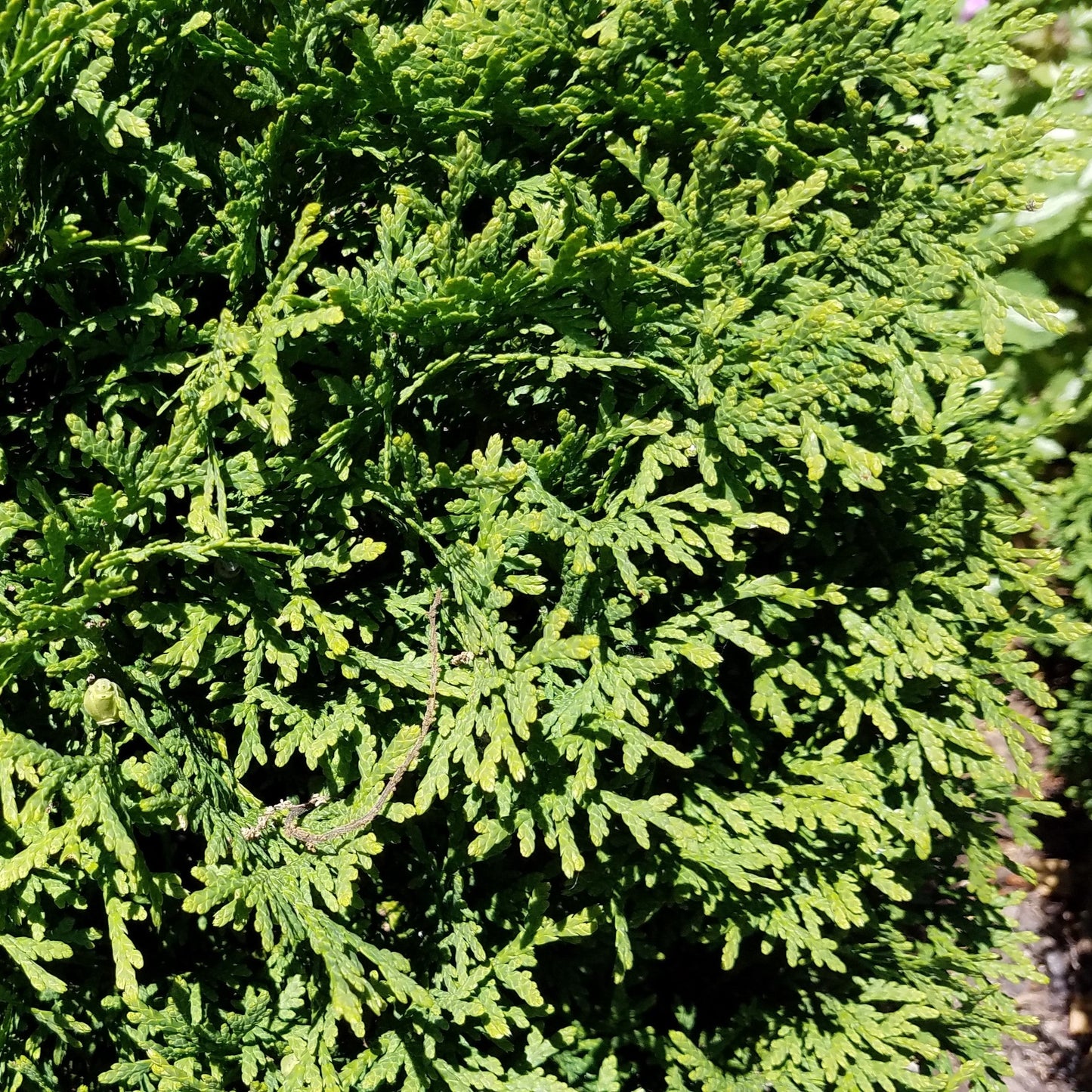 Hetz Midget Arborvitae, Mini Arborvitae