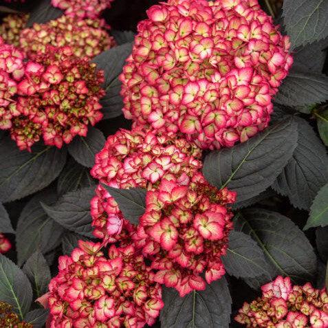 Eclipse® Hydrangea