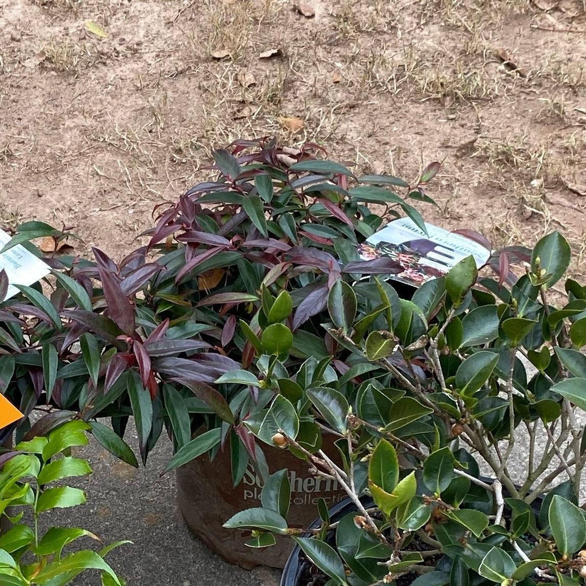 Burning Love™ Leucothoe