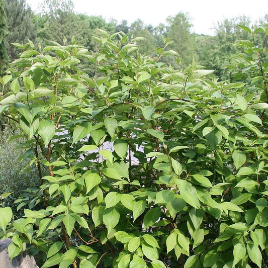 Bailey Red Twig Dogwood