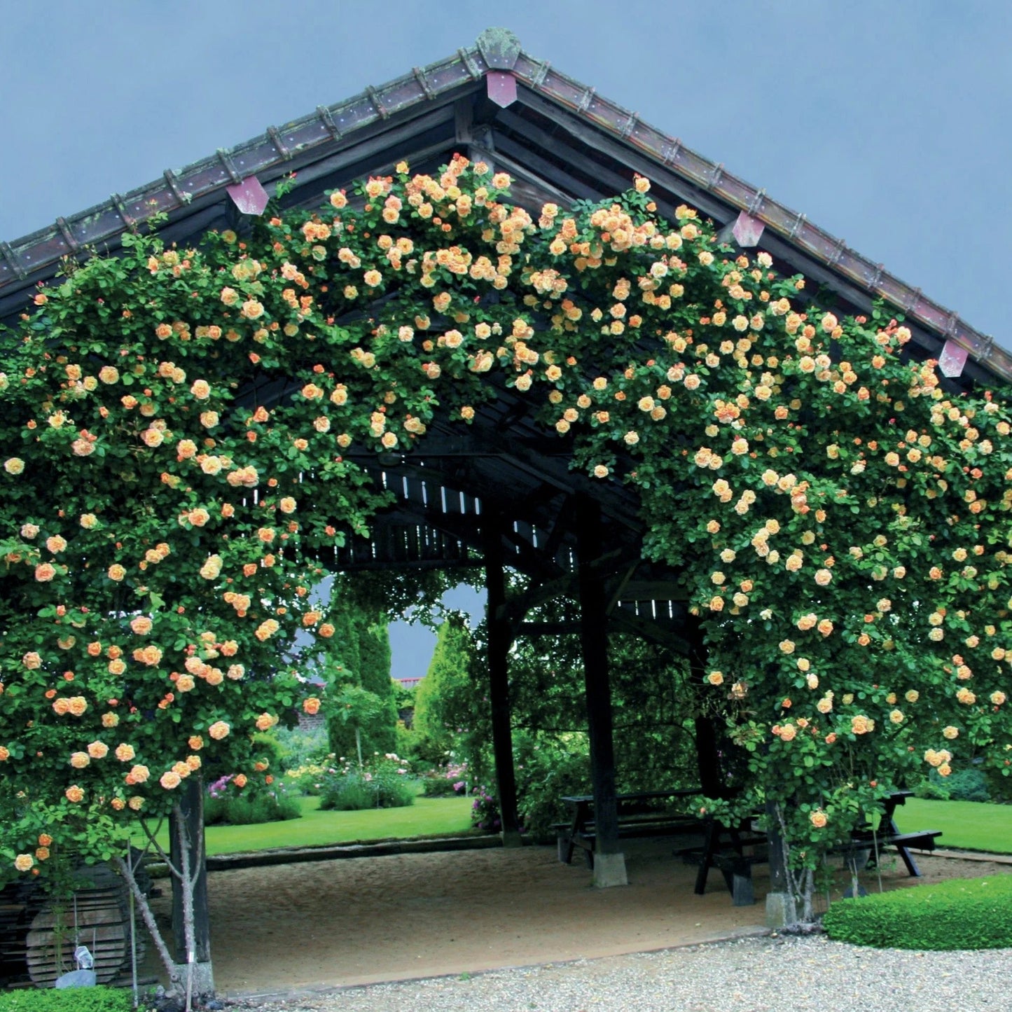 Rosa 'Meivaleir'  - Garden Sun™ Climbing Rose