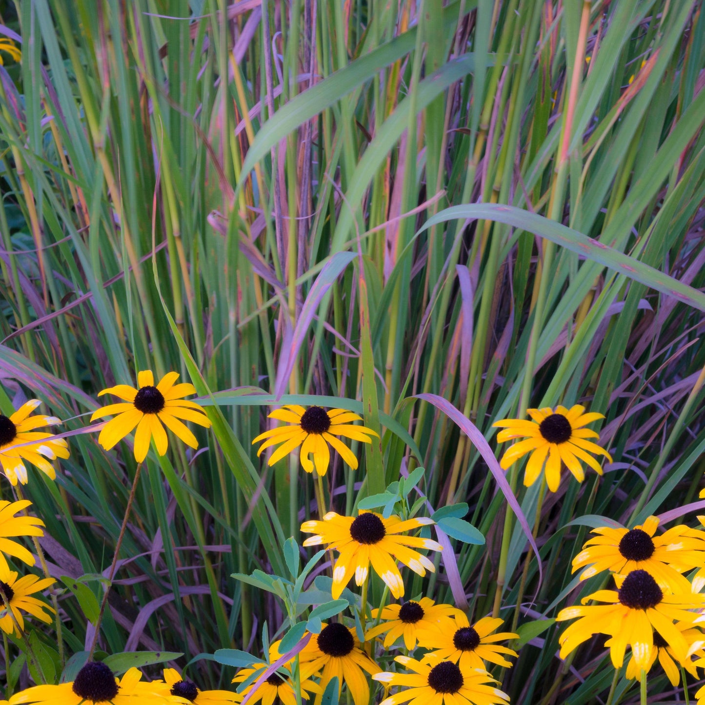 Schizachyrium scoparium 'Twilight Zone' PP27432  - Twilight Zone Little Bluestem