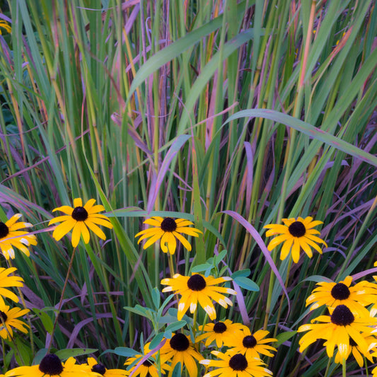 Schizachyrium scoparium 'Twilight Zone' PP27432  - Twilight Zone Little Bluestem