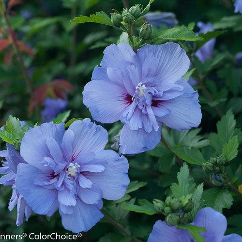 Blue Chiffon® Hibiscus