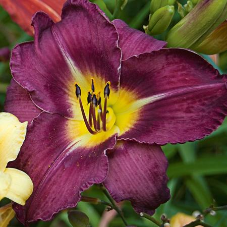 Hemerocallis 'Bela Lugosi'  - Bela Lugosi Daylily