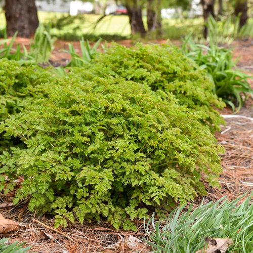 Aruncus 'Chantilly Lace'  - Chantilly Lace Goat's Beard