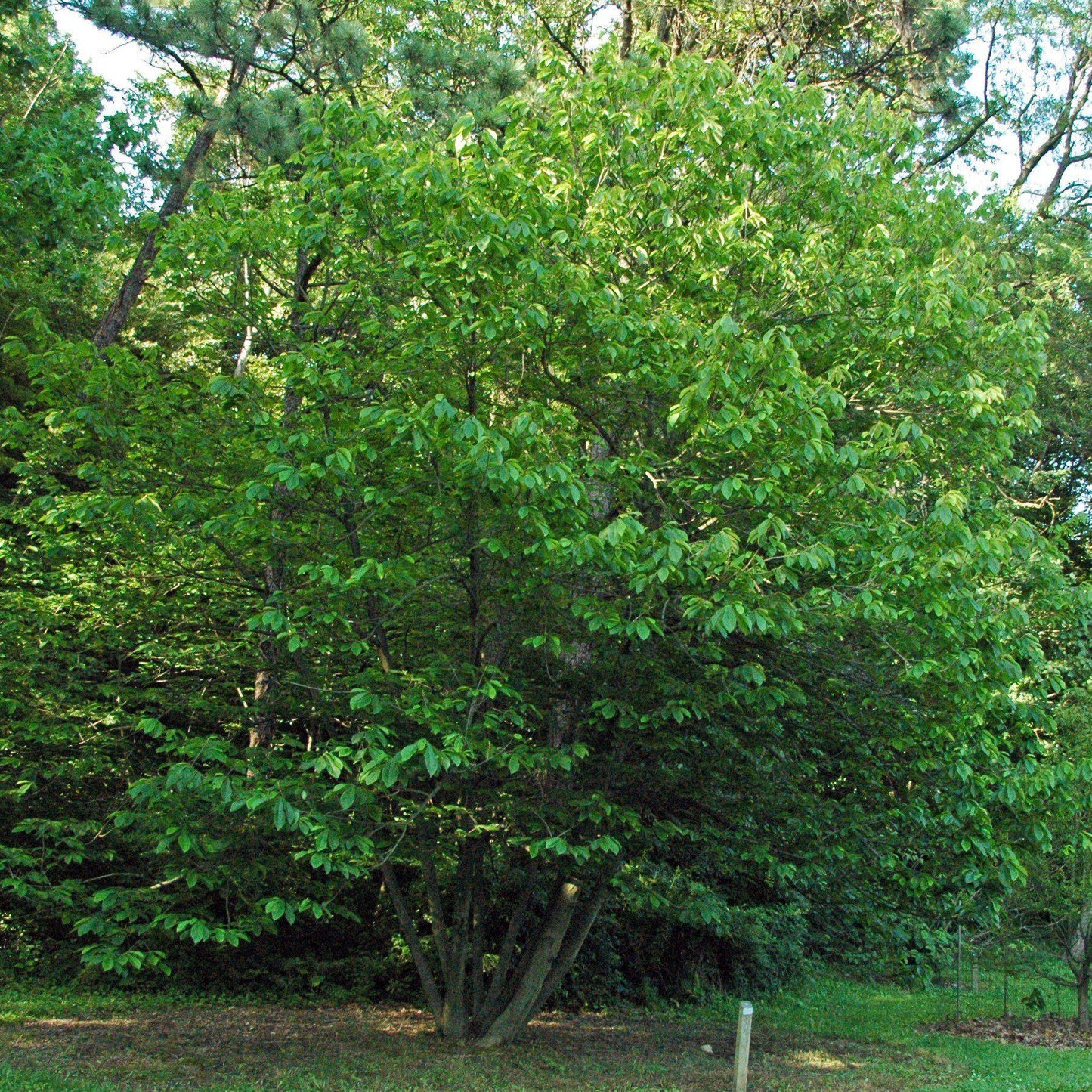 Common Pawpaw, Tall Pawpaw