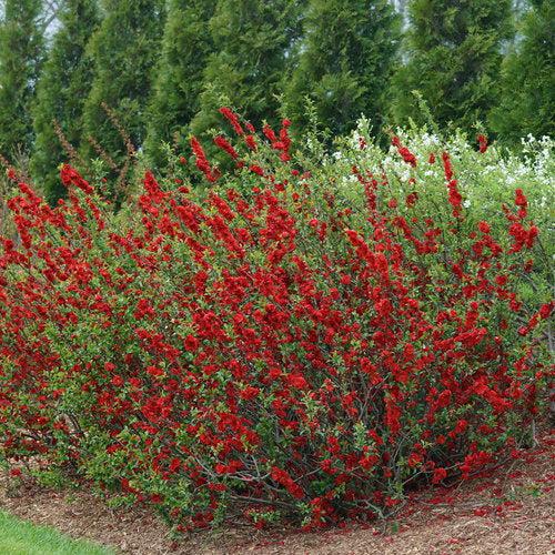 PW® Double Take™ Scarlet Flowering Quince