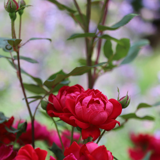 Petite Knock Out® Rose