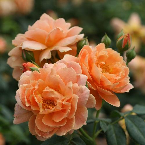 Proven Winners® Color Choice® At Last® Rose