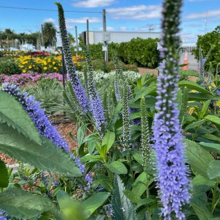 Veronica 'Seaside'  - Seaside Veronica
