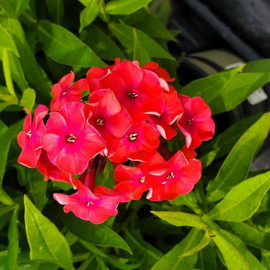 Volcano® Ruby Phlox