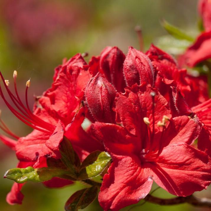 Rhododendron ''UMNAZ 633' PP33,787  - First Editions® Electric Lights™ Red Azalea