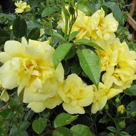 Flower Carpet® Yellow Rose