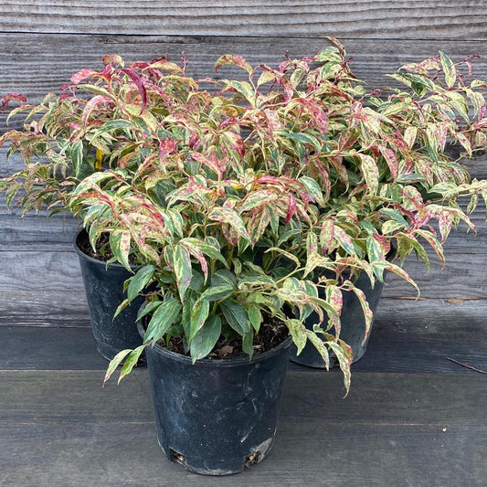 Rainbow Drooping Leucothoe