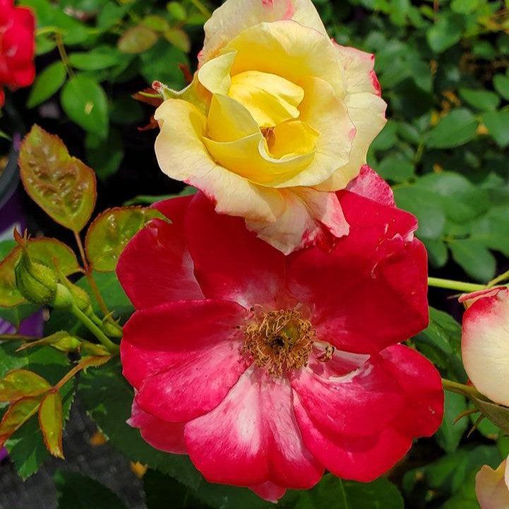 Rosa 'CA 29'  - Campfire Rose