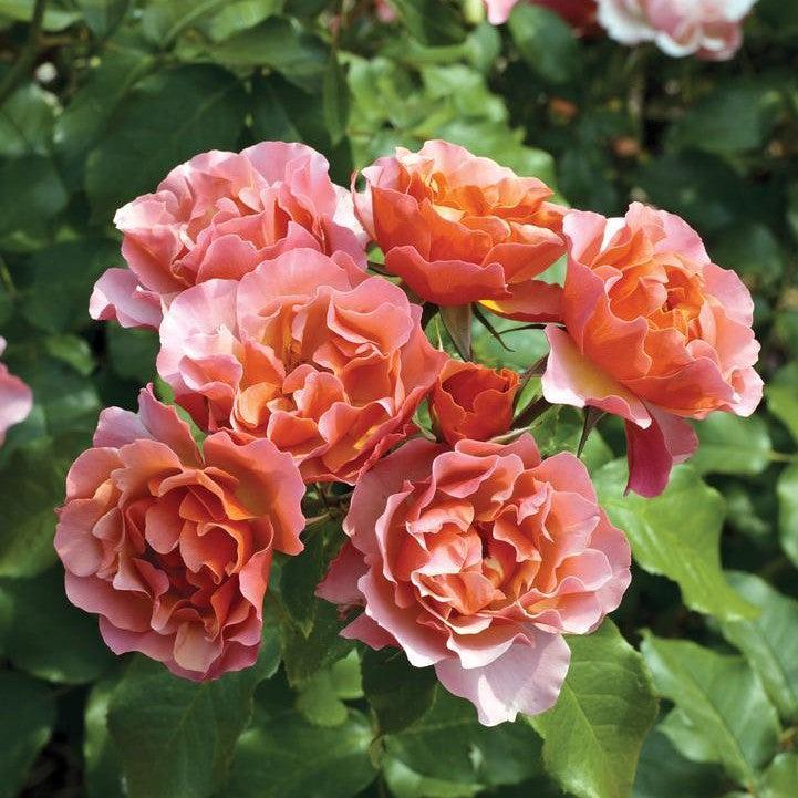 Rosa 'Meikokan'  - Tequila® Supreme Rose