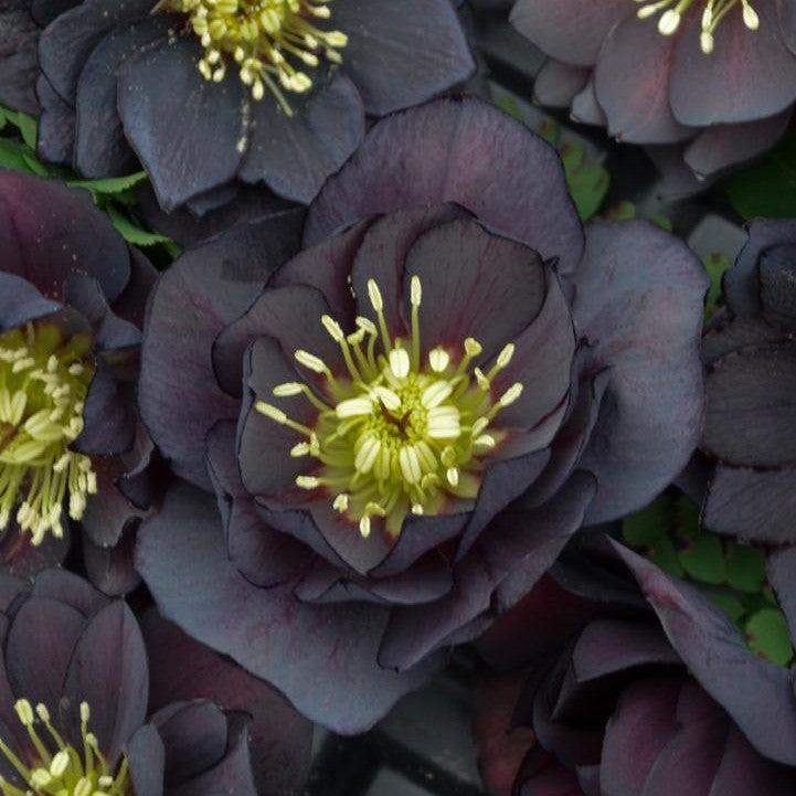 Helleborus 'Dark and Handsome'  - Honeymoon® Dark and Handsome Lenten Rose