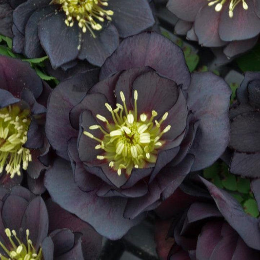 Helleborus 'Dark and Handsome'  - Honeymoon® Dark and Handsome Lenten Rose