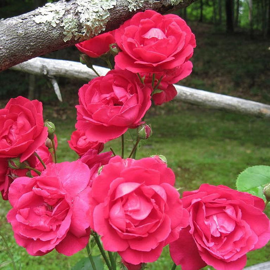 Rosa 'Blaze'  - Blaze Climbing Rose