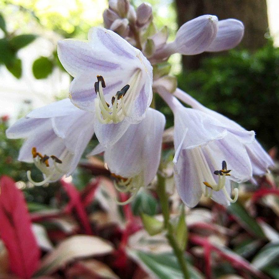 Patriot Hosta