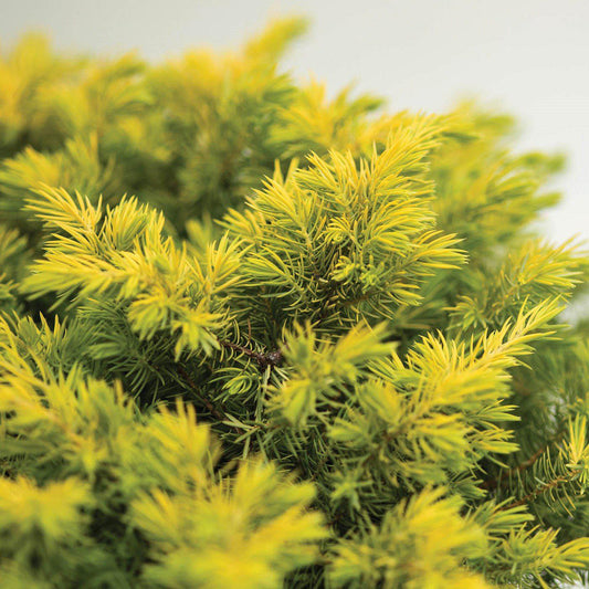 Golden Pacific™ Juniper