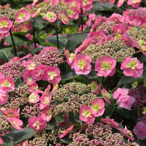 Tuff Stuff™ Hydrangea