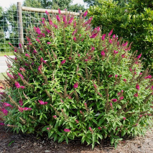 Buddleia davidii 'PIIBD-II' PP26,278  - First Editions® Funky Fuchsia™ Butterfly Bush