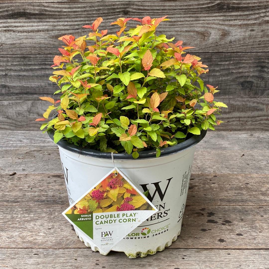 Double Play® Candy Corn® Spirea