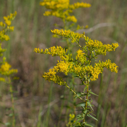 Solidago odora  - Anise Scented Goldenrod