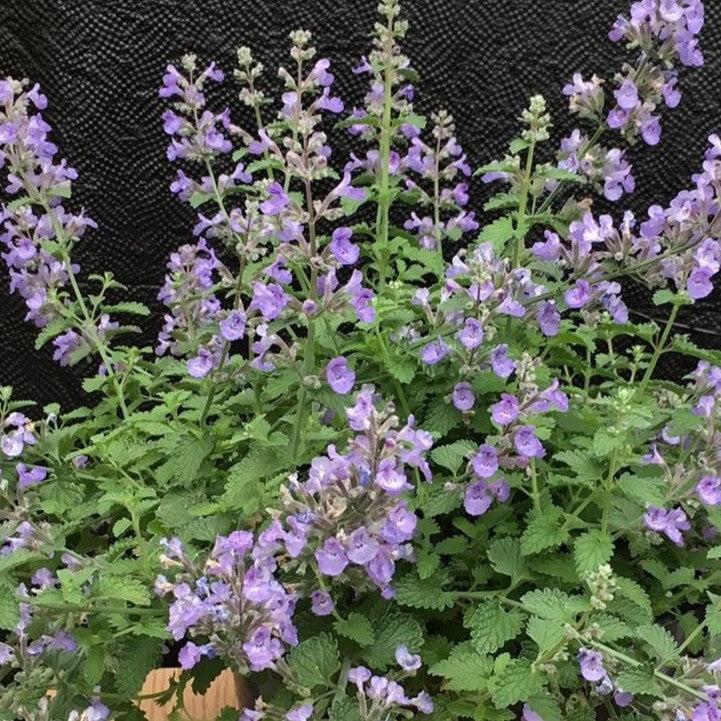Nepeta x faassenii 'G19213'  - SylvesterBlue™ Catmint