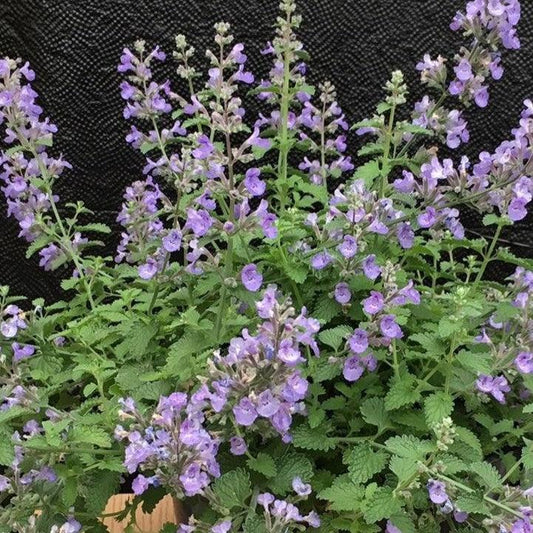 Nepeta x faassenii 'G19213'  - SylvesterBlue™ Catmint