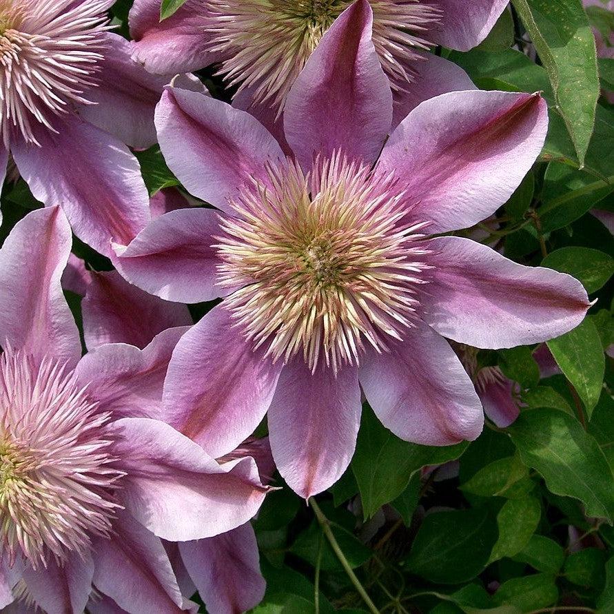 Josephine™ Clematis