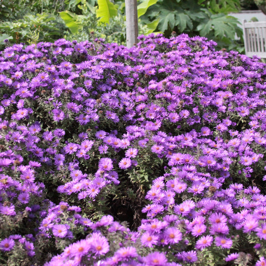 Purple Dome New England Aster