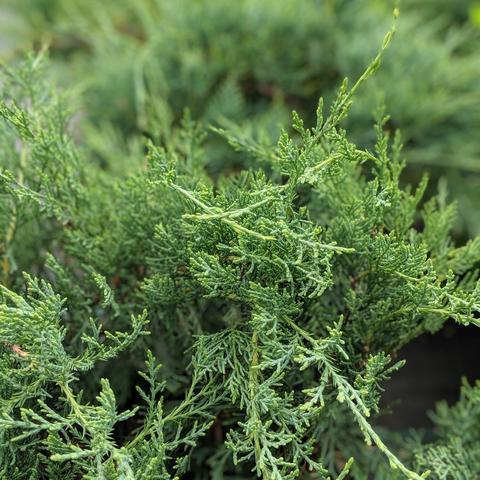 Grey Owl Juniper