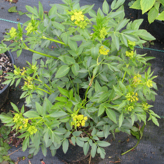 Zizia aurea  - Golden Alexander