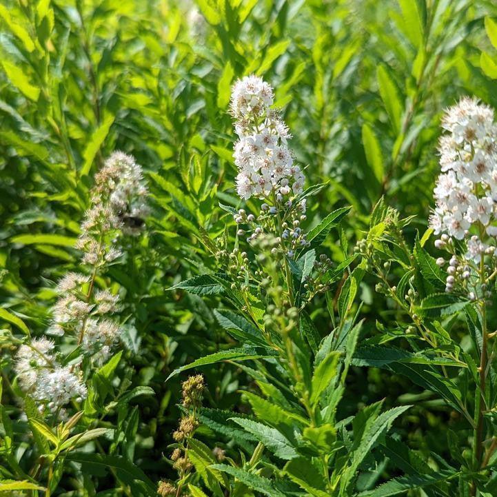 Spiraea alba var. latifolia  - White Meadowsweet