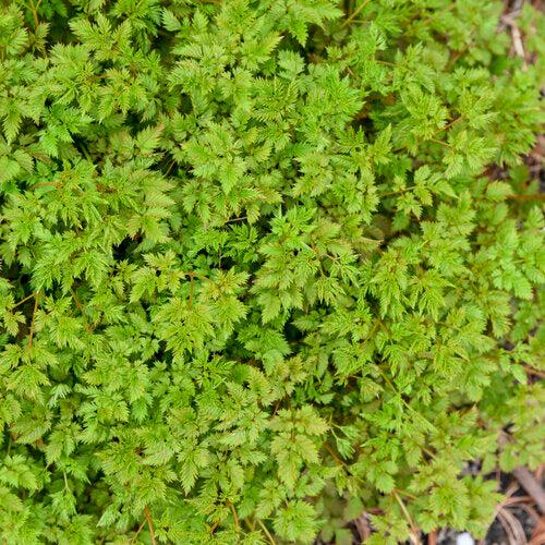 Aruncus 'Chantilly Lace'  - Chantilly Lace Goat's Beard
