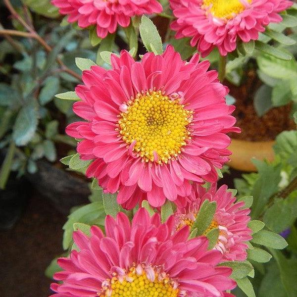 Aster novae-angliae 'Kickin Carmine Red' - ter novae-angliae 'Kickin Carmine Red'~ Kickin® Carmine Red New England Aster