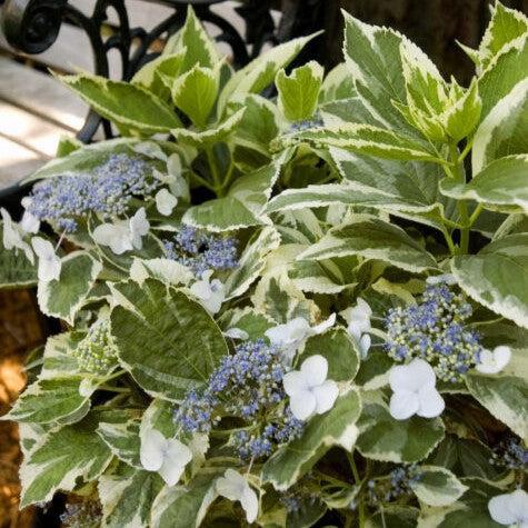 Light-O-Day® Hydrangea