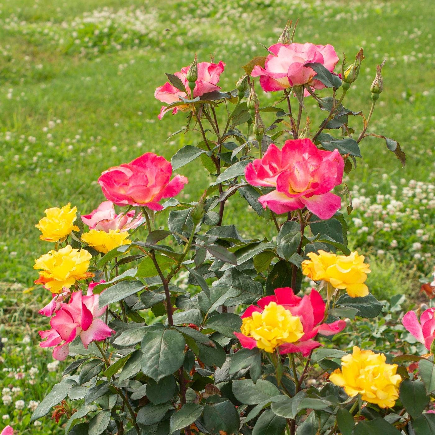 Sunset Horizon™ Rose
