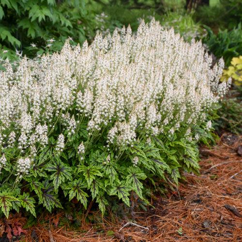 Tiarella 'Cutting Edge'  - Cutting Edge Foamflower