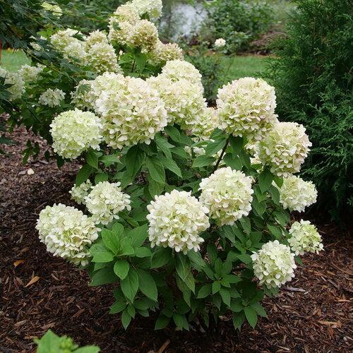 Hydrangea paniculata 'SMNHPLK'  - PW® Powerball™ Hydrangea