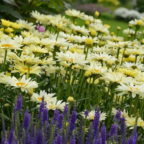PW® Amazing Daisies® Banana Cream II Shasta Daisy