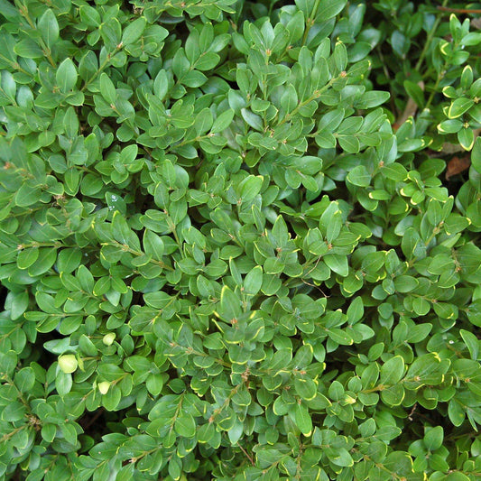 Green Velvet Boxwood