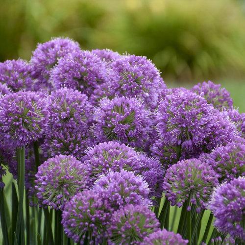 Serendipity Ornamental Onion