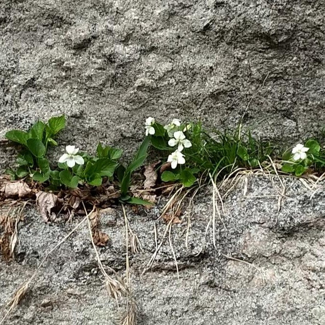 Viola striata  - Striped Cream Violet