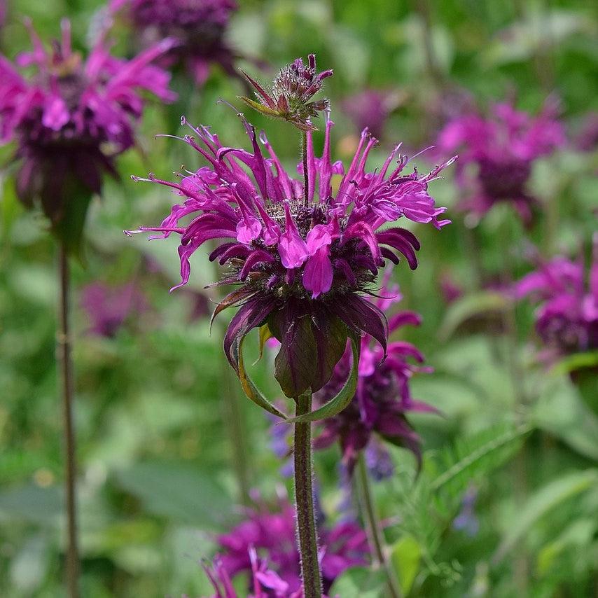 Monarda 'Rockin Raspberry' PP28752  - Sugar Buzz® Rockin Raspberry Bee Balm