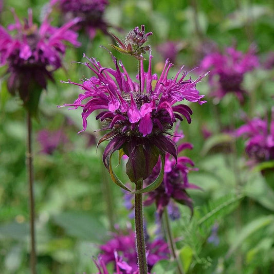 Monarda 'Rockin Raspberry' PP28752  - Sugar Buzz® Rockin Raspberry Bee Balm